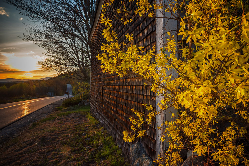 an image of a road at sunset next to a house covered in yellow flowers