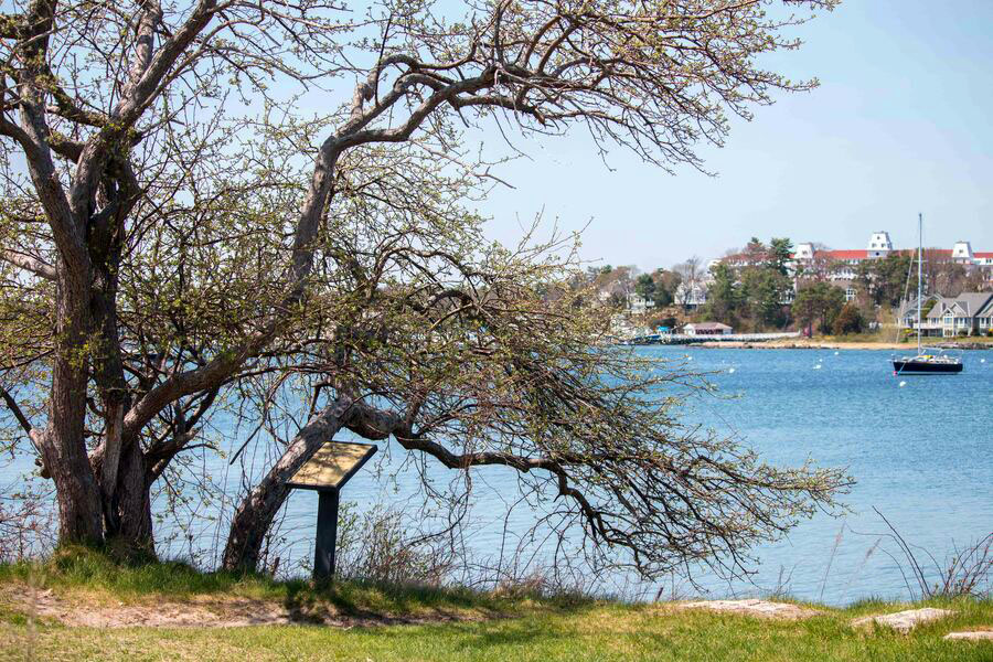 a view of ocean water through the trees with a sailboat in the water