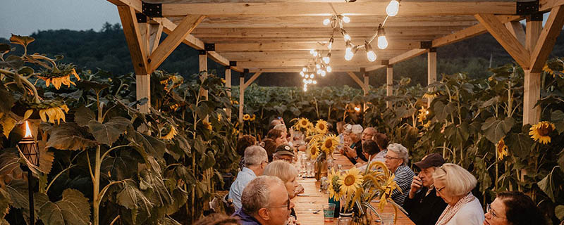 sunflower.jpg sunflower.jpg